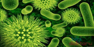 bulasici-virus-bakteri